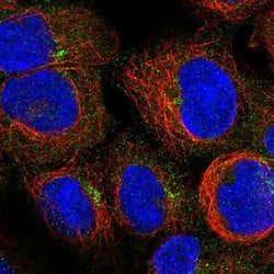 Invitrogen PIDD Polyclonal Antibody 100 &mu;L; Unconjugated:Antibodies,