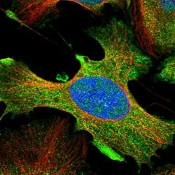 Invitrogen DDX60L Polyclonal Antibody 100 &mu;L; Unconjugated:Antibodies,