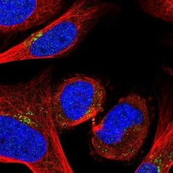 Invitrogen GOLPH3 Polyclonal Antibody 100 &mu;L; Unconjugated:Antibodies,