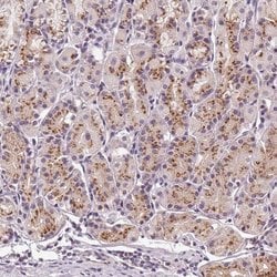 Invitrogen GOLPH3 Polyclonal Antibody 100 &mu;L; Unconjugated:Antibodies,
