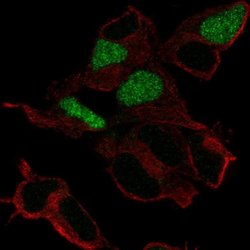 Invitrogen POU3F3 Polyclonal Antibody 100 &mu;L; Unconjugated:Antibodies,