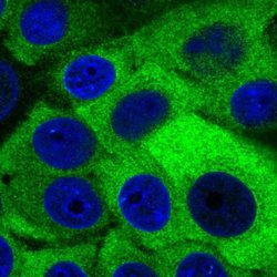 SLC7A5 Rabbit anti-Human, Polyclonal, Invitrogen 100 &mu;L; Unconjugated:Antibodies,