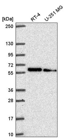 SLC7A5 Rabbit anti-Human, Polyclonal, Invitrogen 100 &mu;L; Unconjugated:Antibodies,