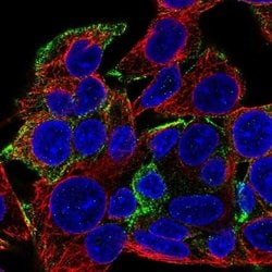Invitrogen KANK1 Polyclonal Antibody 100 &mu;L; Unconjugated:Antibodies,