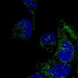 Invitrogen DNAAF3 Polyclonal Antibody 100 &mu;L; Unconjugated:Antibodies,