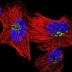 Invitrogen QSOX1 Polyclonal Antibody 100 &mu;L; Unconjugated:Antibodies,