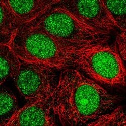 Invitrogen MRFAP1 Polyclonal Antibody 100 &mu;L; Unconjugated:Antibodies,