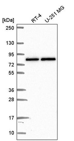 Invitrogen PABPC4 Polyclonal Antibody 100 &mu;L | Buy Online | Invitrogen&trade; | Fisher Scientific