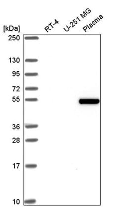Invitrogen ZGPAT Polyclonal Antibody 100 &mu;L; Unconjugated:Antibodies,