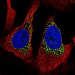 Invitrogen PMFBP1 Polyclonal Antibody 100 &mu;L; Unconjugated:Antibodies,
