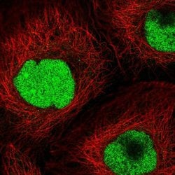 Invitrogen CRIPT Polyclonal Antibody 100 &mu;L; Unconjugated:Antibodies,