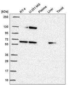 Invitrogen SEC24A Polyclonal Antibody 100 &mu;L | Buy Online | Invitrogen&trade; | Fisher Scientific
