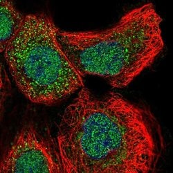 Invitrogen GLRX2 Polyclonal Antibody 100 &mu;L; Unconjugated:Antibodies,