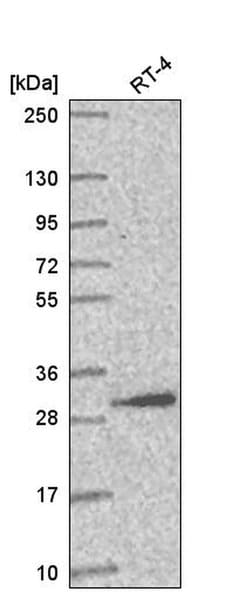 Invitrogen AMMECR1L Polyclonal Antibody 100 &mu;L; Unconjugated:Antibodies,