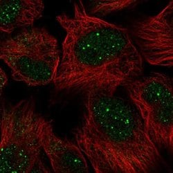 Invitrogen GON4L Polyclonal Antibody 100 &mu;L; Unconjugated:Antibodies,