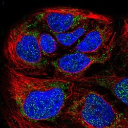 Invitrogen HPDL Polyclonal Antibody 100 &mu;L; Unconjugated:Antibodies,