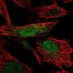 Invitrogen FAM178A Polyclonal Antibody 100 &mu;L; Unconjugated:Antibodies,