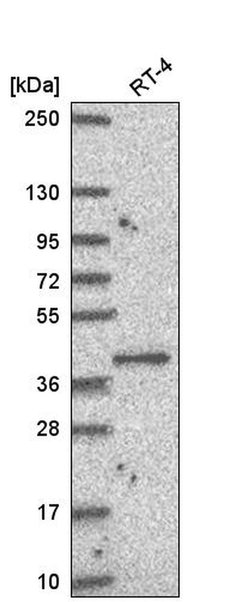 Invitrogen PUS1 Polyclonal Antibody 100 &mu;L; Unconjugated:Antibodies,