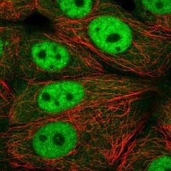 Invitrogen XPOT Polyclonal Antibody 100 &mu;L; Unconjugated:Antibodies,