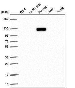 Invitrogen XPOT Polyclonal Antibody 100 &mu;L; Unconjugated:Antibodies,