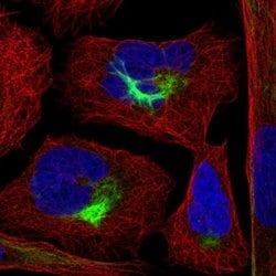 Invitrogen PJA2 Polyclonal Antibody 100 &mu;L; Unconjugated:Antibodies,
