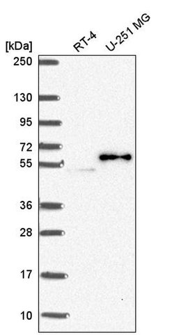 Invitrogen PJA2 Polyclonal Antibody 100 &mu;L; Unconjugated:Antibodies,