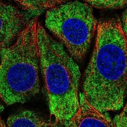 Invitrogen PCBP4 Polyclonal Antibody 100 &mu;L; Unconjugated:Antibodies,