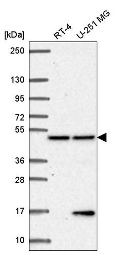 Invitrogen PCBP4 Polyclonal Antibody 100 &mu;L; Unconjugated:Antibodies,