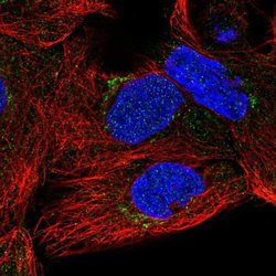 Invitrogen SLC35A5 Polyclonal Antibody 100 &mu;L; Unconjugated:Antibodies,