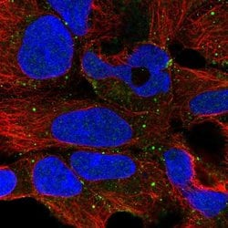 Invitrogen PLCH1 Polyclonal Antibody 100 &mu;L; Unconjugated:Antibodies,