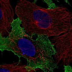 Invitrogen NKG2C Polyclonal Antibody 100 &mu;L; Unconjugated:Antibodies,