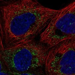 Invitrogen FAM162A Polyclonal Antibody 100 &mu;L; Unconjugated:Antibodies,