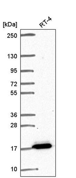 Invitrogen FAM162A Polyclonal Antibody 100 &mu;L; Unconjugated:Antibodies,