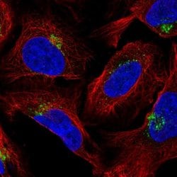 Invitrogen AP1AR Polyclonal Antibody 100 &mu;L; Unconjugated:Antibodies,