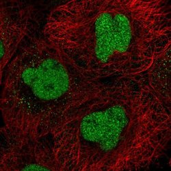 Invitrogen CXXC5 Polyclonal Antibody 100 &mu;L; Unconjugated:Antibodies,