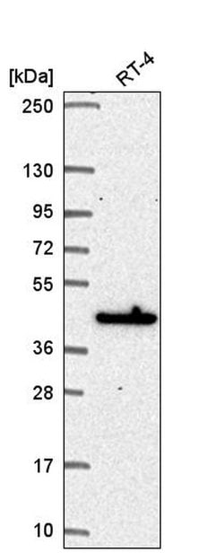 Invitrogen MAPKAPK3 Polyclonal Antibody 100 &mu;L; Unconjugated:Antibodies,