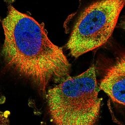 Invitrogen PFDN2 Polyclonal Antibody 100 &mu;L; Unconjugated:Antibodies,