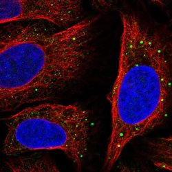 SLC14A1 Polyclonal Antibody, Invitrogen&trade; 100 &mu;L; Unconjugated 