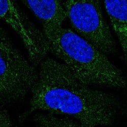 Invitrogen IDNK Polyclonal Antibody 100 &mu;L; Unconjugated:Antibodies,