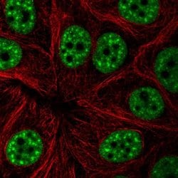 Invitrogen UAP56 Polyclonal Antibody 100 &mu;L; Unconjugated:Antibodies,