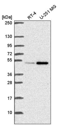 Invitrogen UAP56 Polyclonal Antibody 100 &mu;L; Unconjugated:Antibodies,