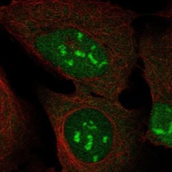 Invitrogen DUX4 Polyclonal Antibody 100 &mu;L; Unconjugated:Antibodies,