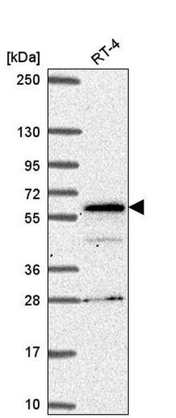 Invitrogen SP110 Polyclonal Antibody 100 &mu;L; Unconjugated:Antibodies,