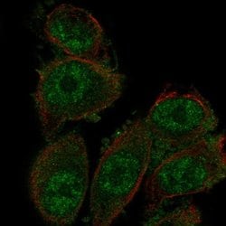Invitrogen SH3D19 Polyclonal Antibody 100 &mu;L; Unconjugated:Antibodies,