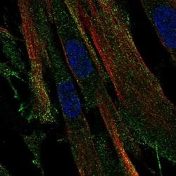 Invitrogen OR2C3 Polyclonal Antibody 100 &mu;L; Unconjugated:Antibodies,