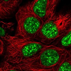 Invitrogen SRRM1 Polyclonal Antibody 100 &mu;L; Unconjugated:Antibodies,