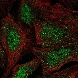 Invitrogen WBP4 Polyclonal Antibody 100 &mu;L; Unconjugated:Antibodies,