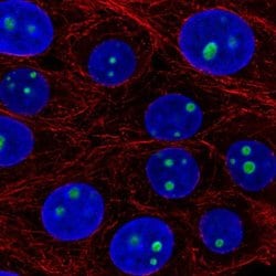 Invitrogen LLPH Polyclonal Antibody 100 &mu;L; Unconjugated:Antibodies,