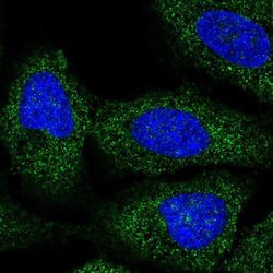Invitrogen BRAP Polyclonal Antibody 100 &mu;L; Unconjugated:Antibodies,