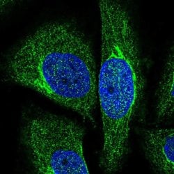 Invitrogen NRIP3 Polyclonal Antibody 100 &mu;L; Unconjugated:Antibodies,
